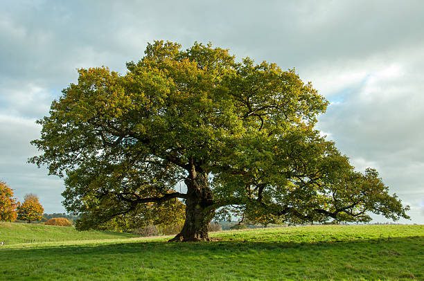 Bridport Tree Planting – Investing In The Future.