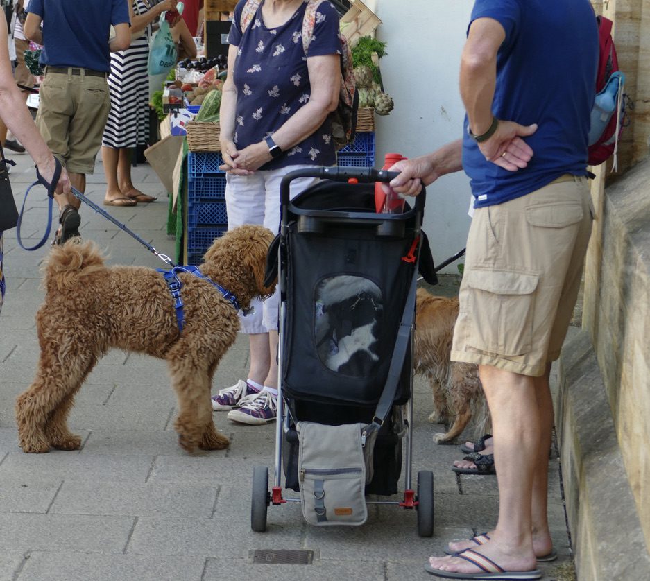 Dogs About Town