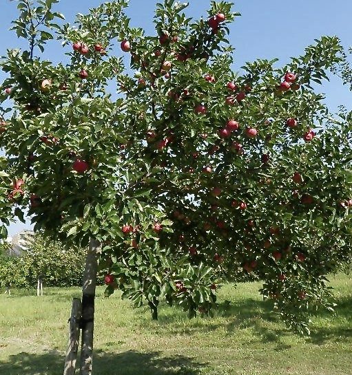 Bridport Community Orchard