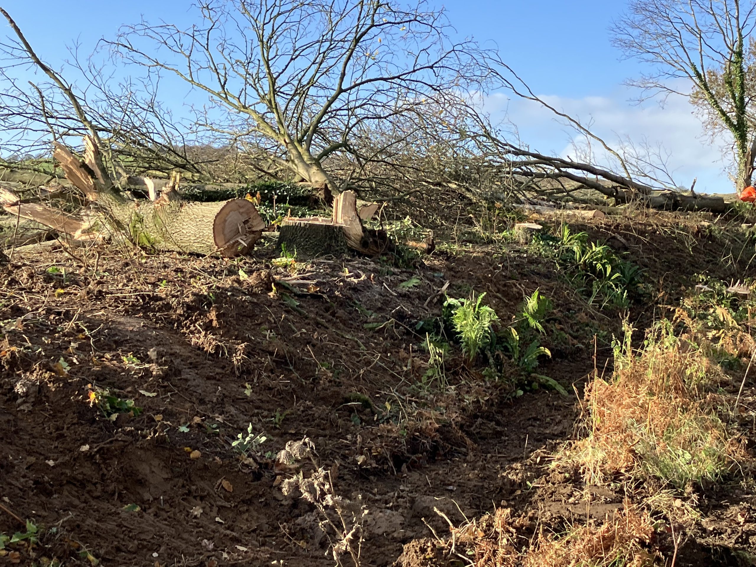 Town Council Leads Discussions After ‘Deeply Saddening’ Removal Of Trees